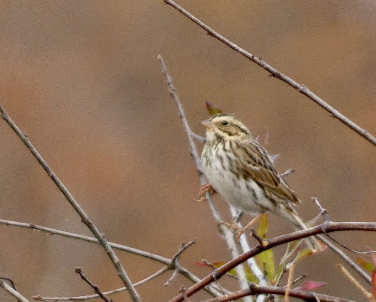 Savannah Sparrow - ML611172481