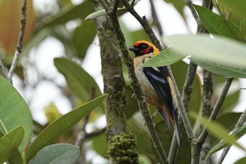 Loro Piquirrojo - eBird