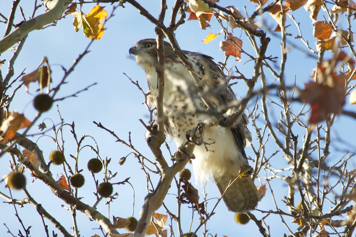 Red-tailed Hawk - ML611173470