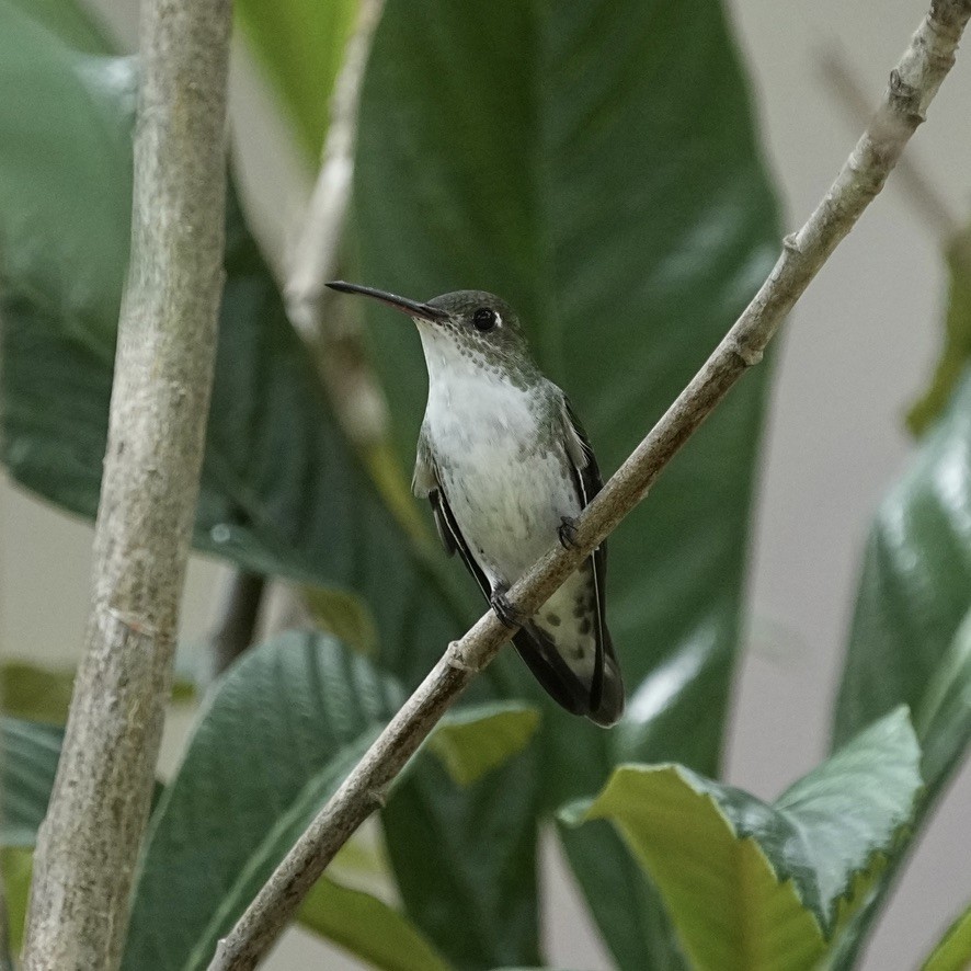 White-bellied Hummingbird - ML611173641