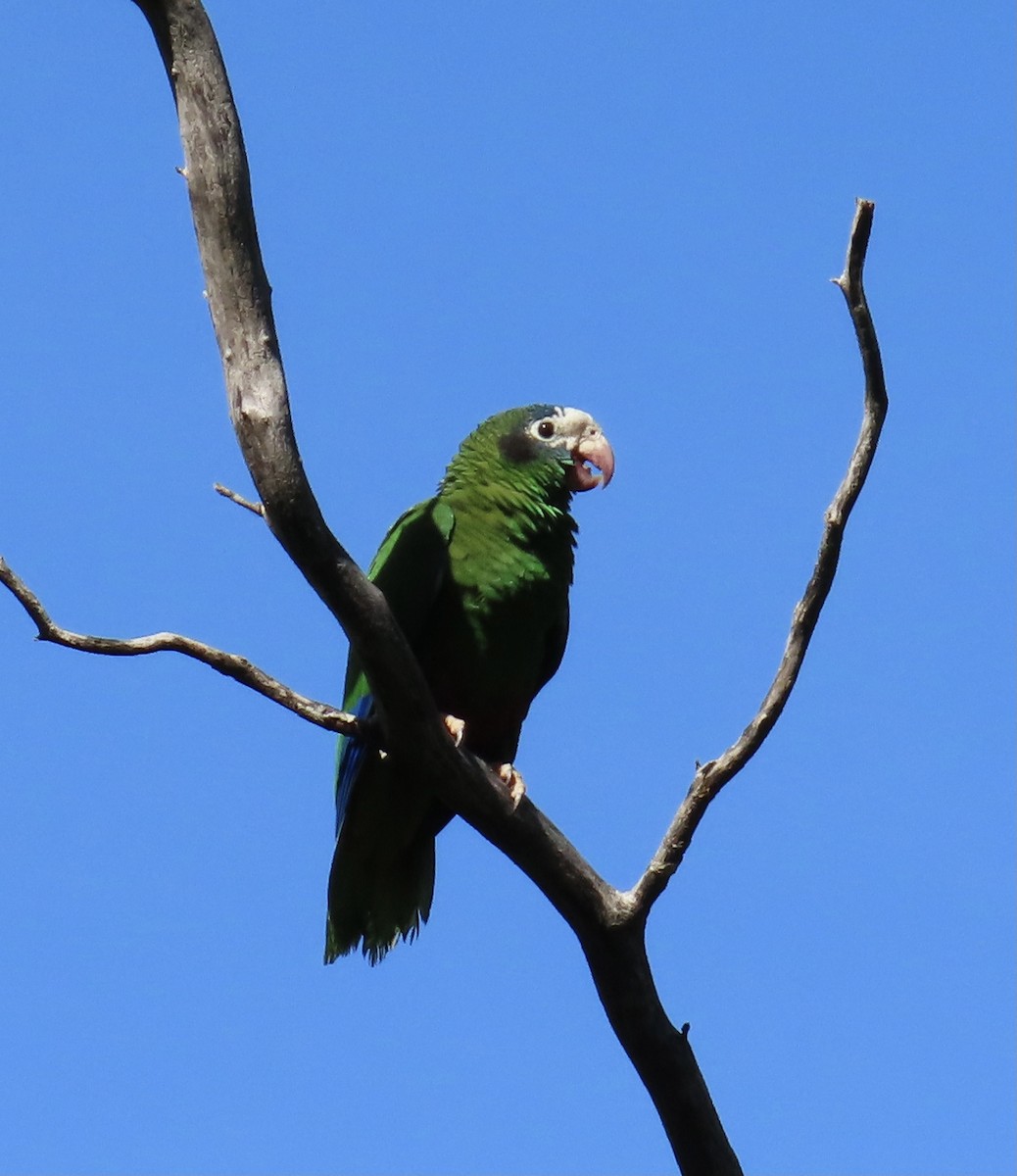 Hispaniolan Parrot - ML611173779