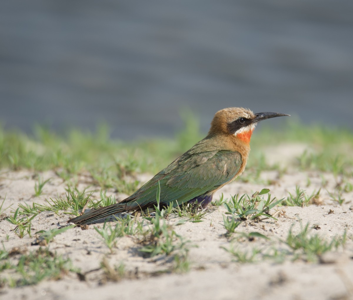 White-fronted Bee-eater - ML611173839