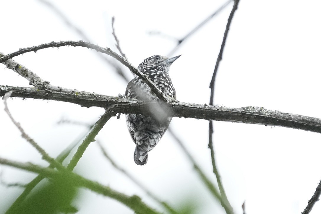 Speckle-chested Piculet - ML611174659