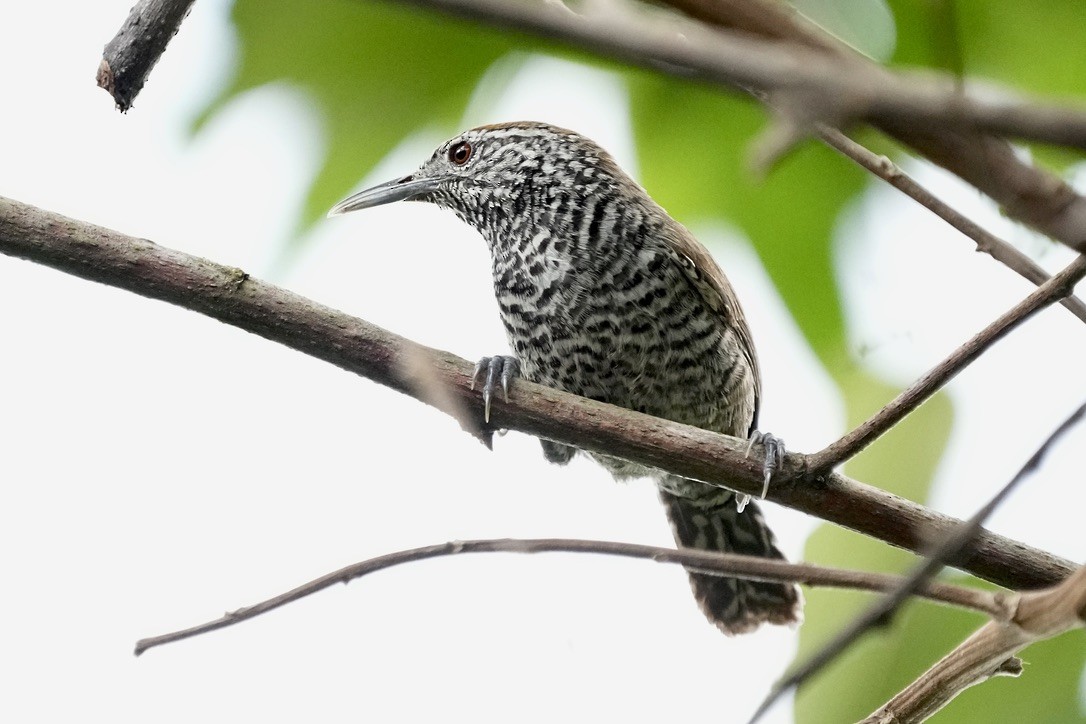 Speckle-breasted Wren - Christopher Carlson