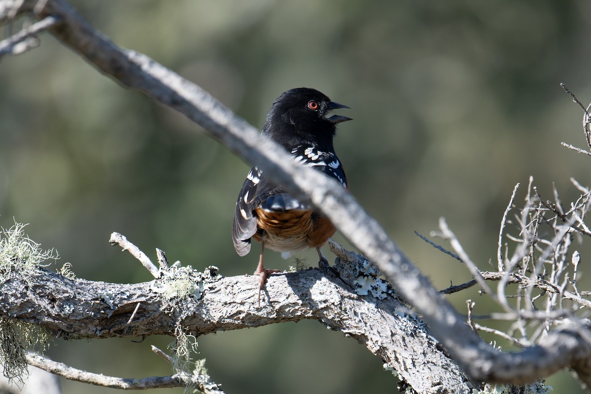 Spotted Towhee - ML611174914