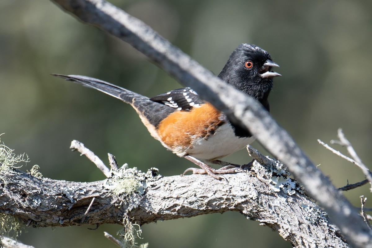 Spotted Towhee - ML611174940