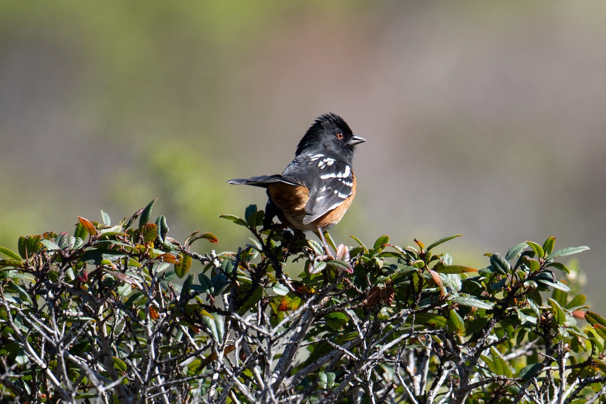 Spotted Towhee - ML611174969