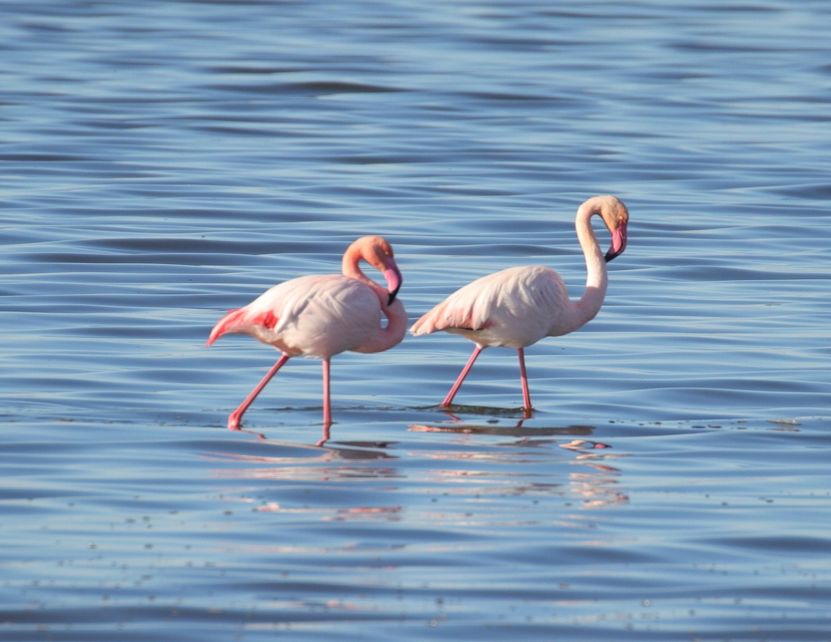 Greater Flamingo - ML611175031