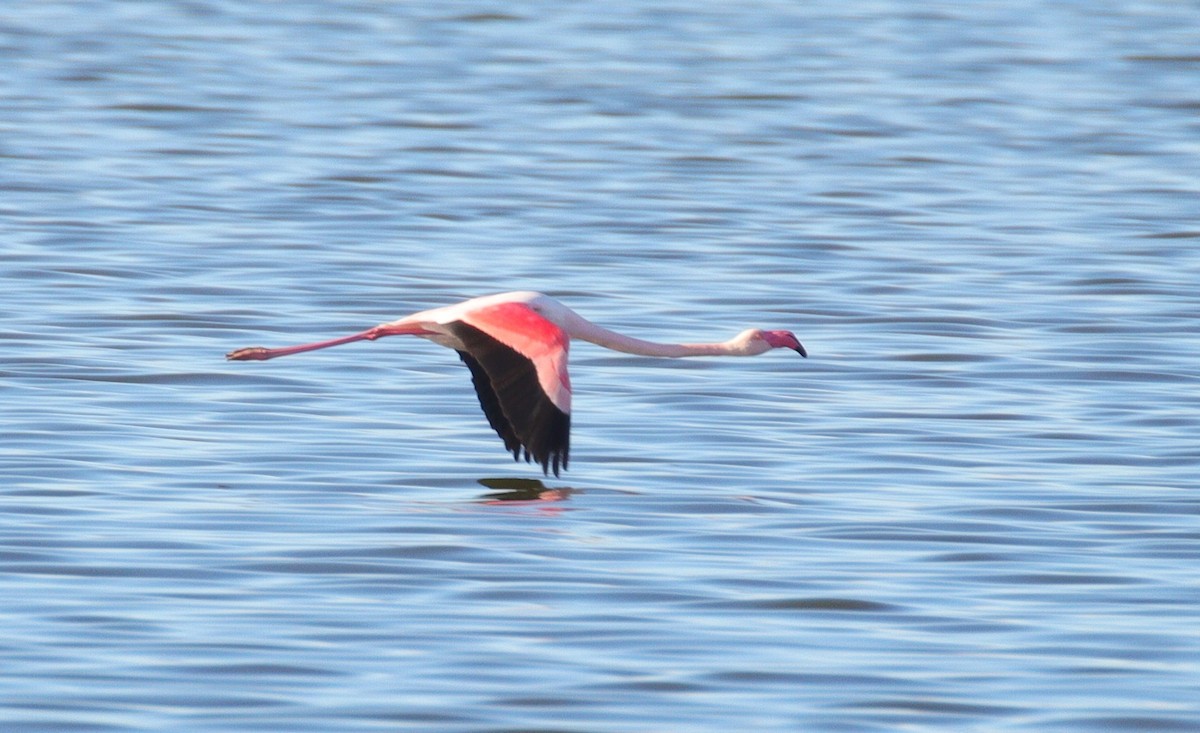 Greater Flamingo - ML611175034