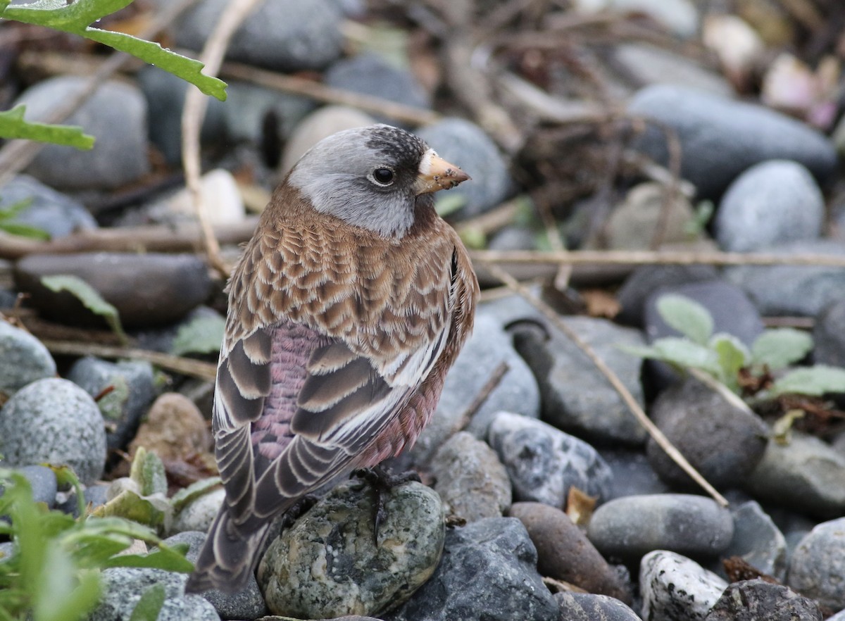 Gray-crowned Rosy-Finch - ML611175587
