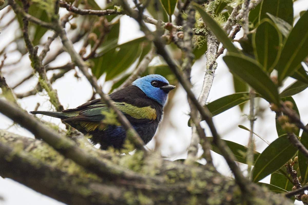 Blue-necked Tanager - ML611175736