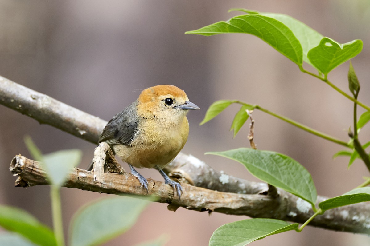 Buff-bellied Tanager - ML611175882
