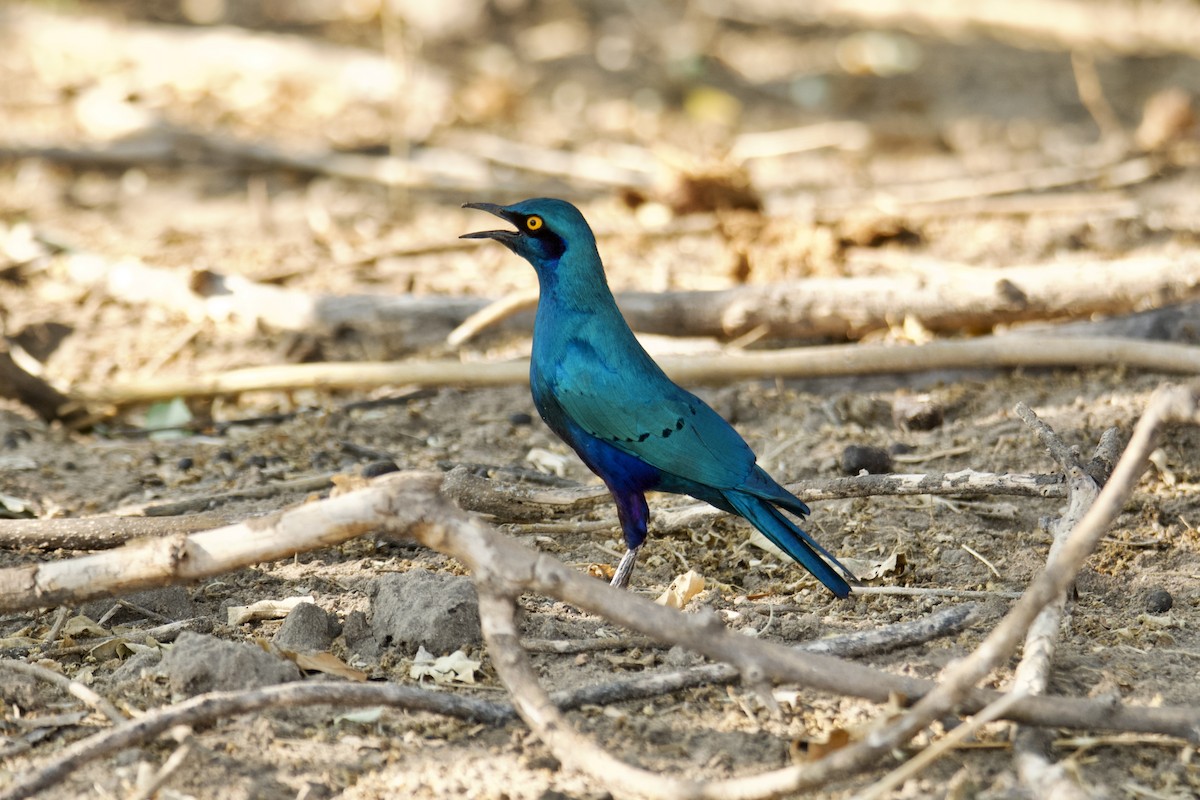 Greater Blue-eared Starling - ML611175894