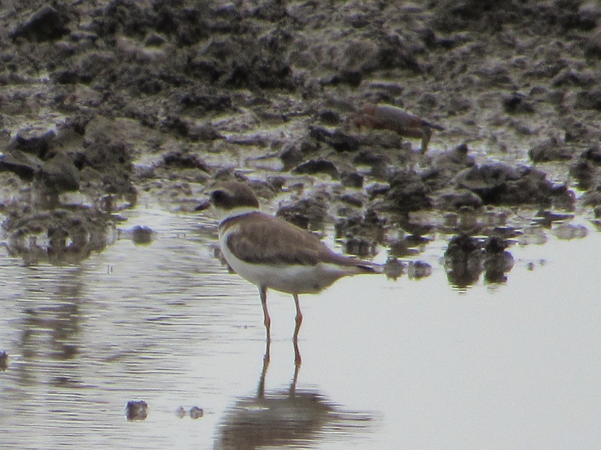 Semipalmated Plover - ML611175955