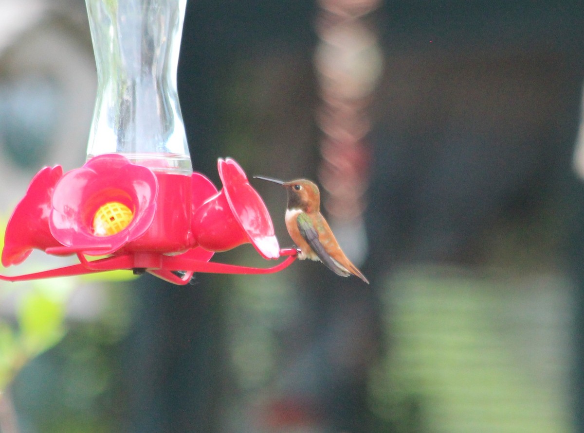 Rufous Hummingbird - ML61117621