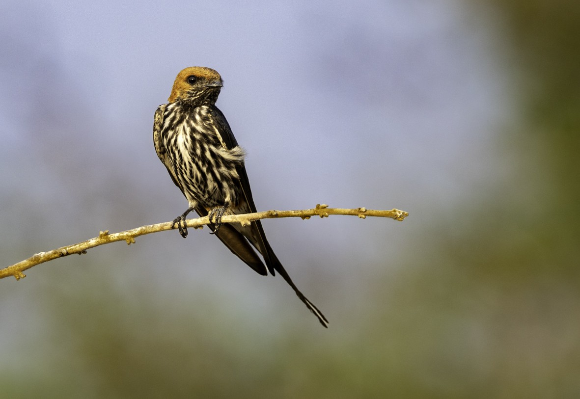 Lesser Striped Swallow - Sergio Rivero Beneitez