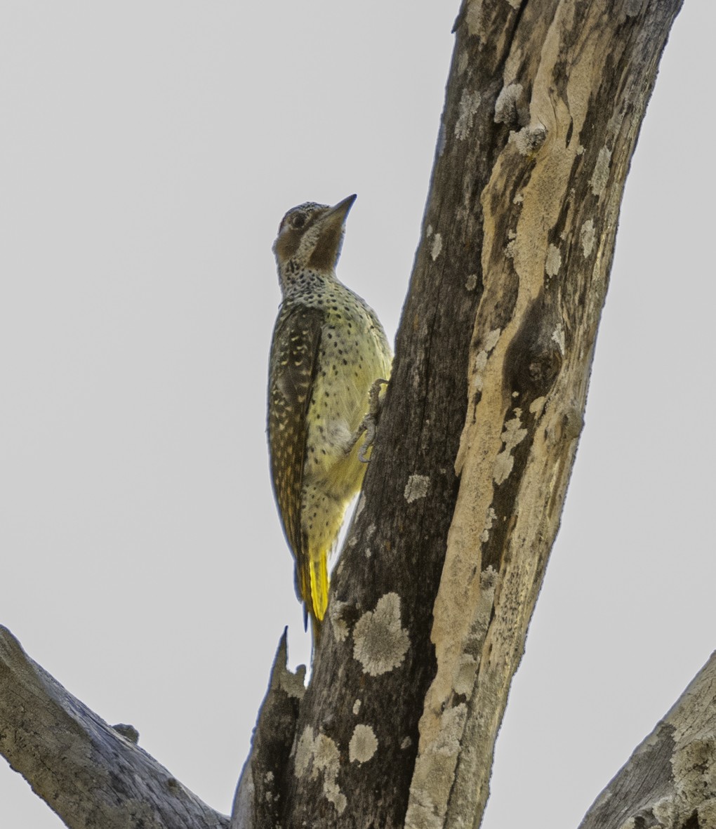 Bennett's Woodpecker - ML611176309