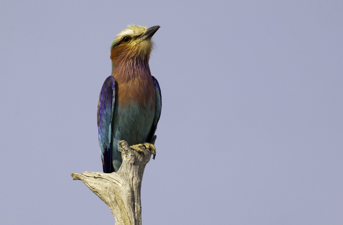Lilac-breasted Roller - ML611176311