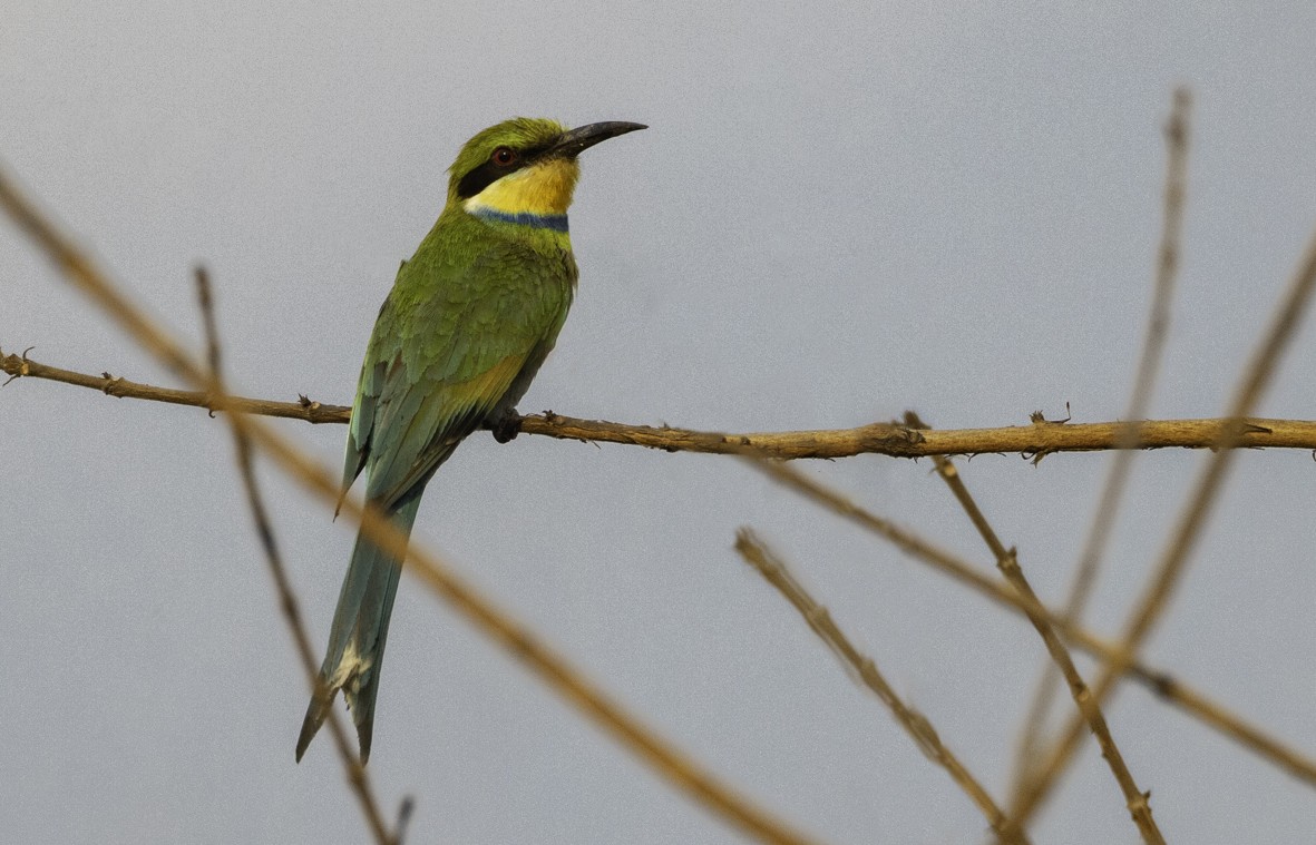 Swallow-tailed Bee-eater - Sergio Rivero Beneitez