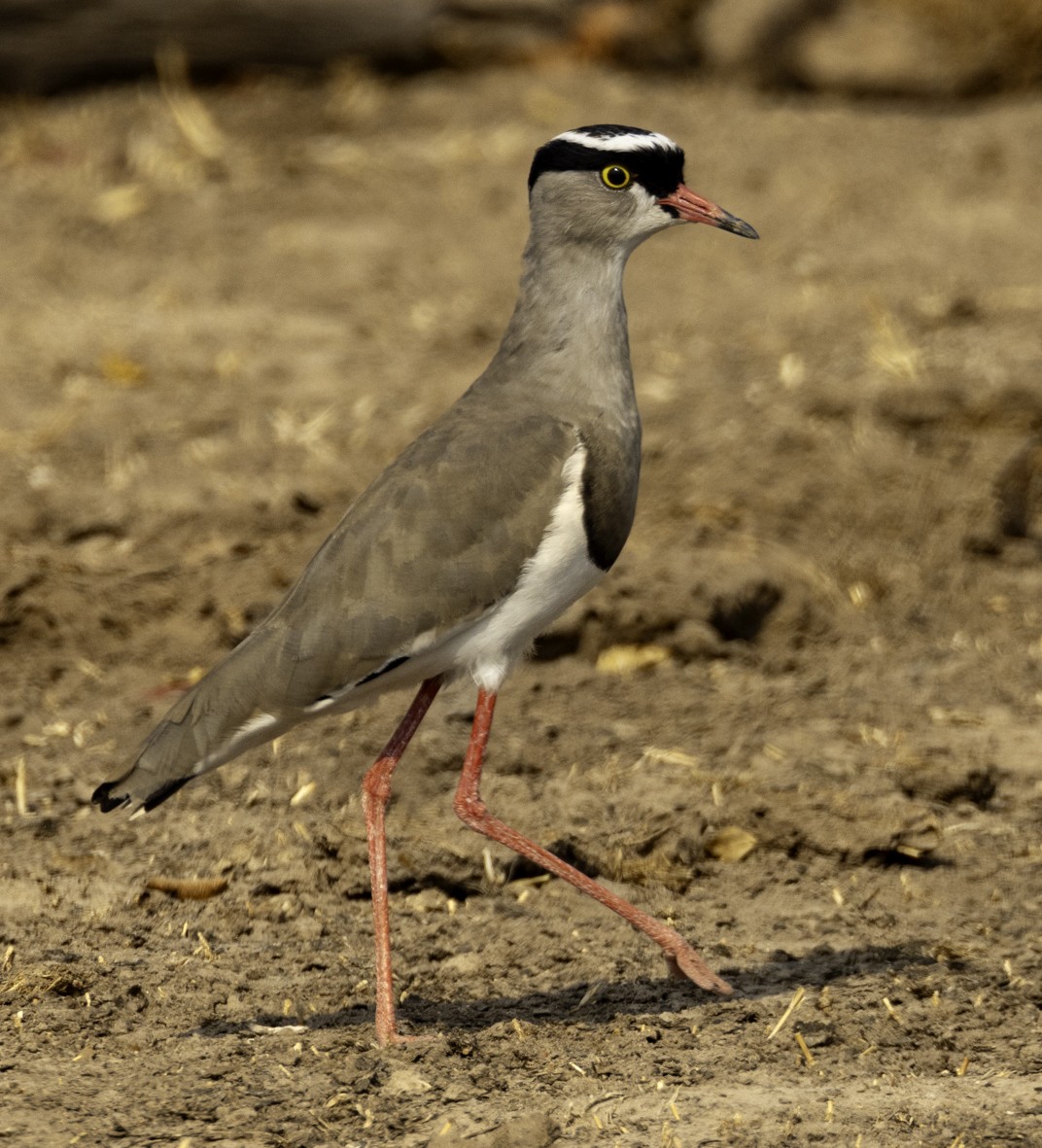Crowned Lapwing - ML611176406