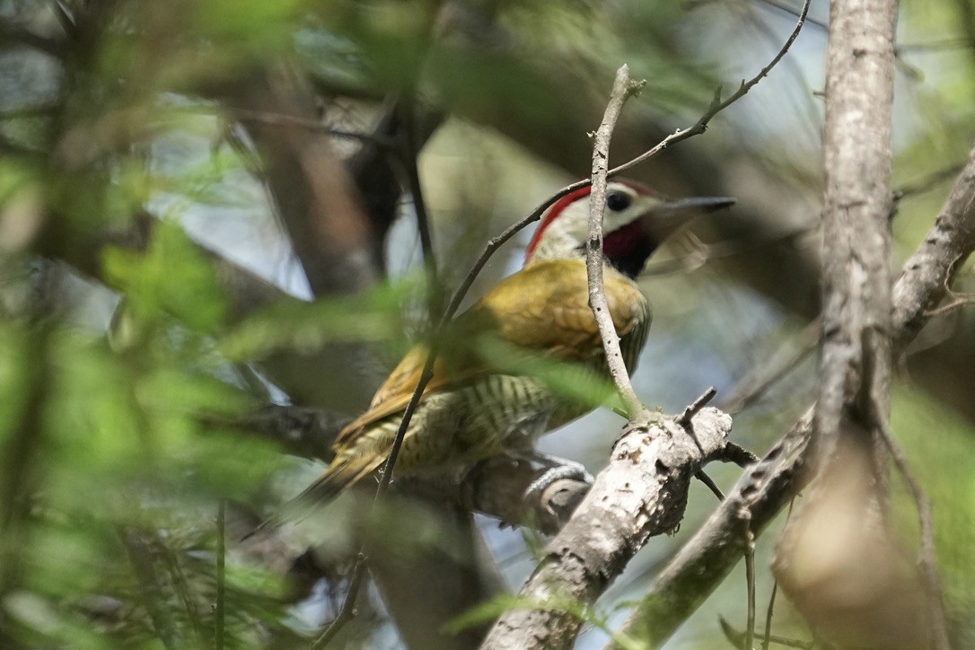 Golden-olive Woodpecker - ML611176523