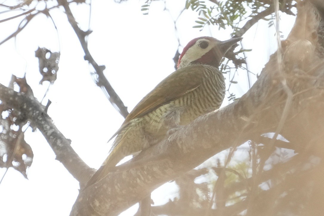 Golden-olive Woodpecker - ML611176535