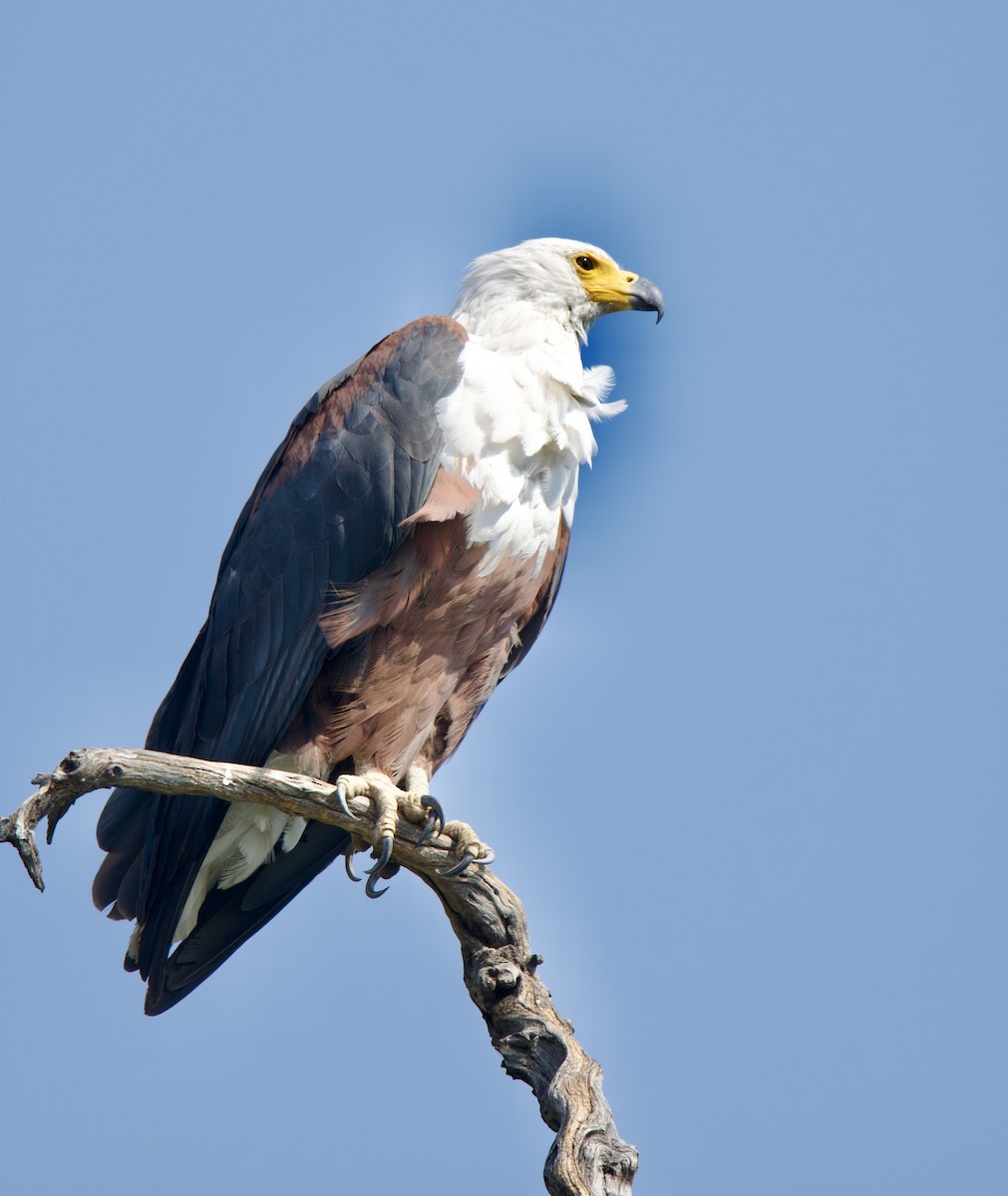 African Fish-Eagle - ML611176607