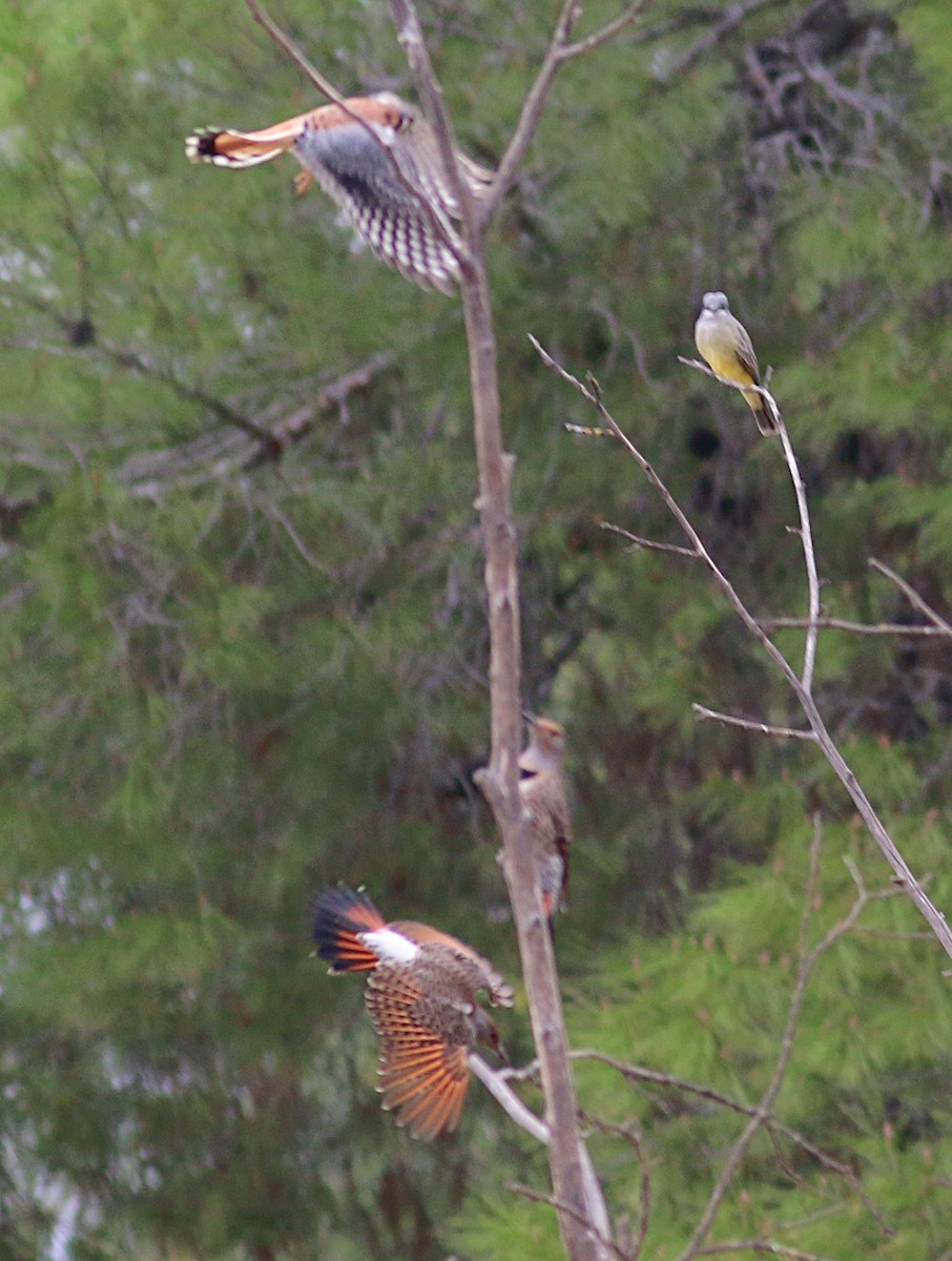 Northern Flicker (Red-shafted) - ML611176625