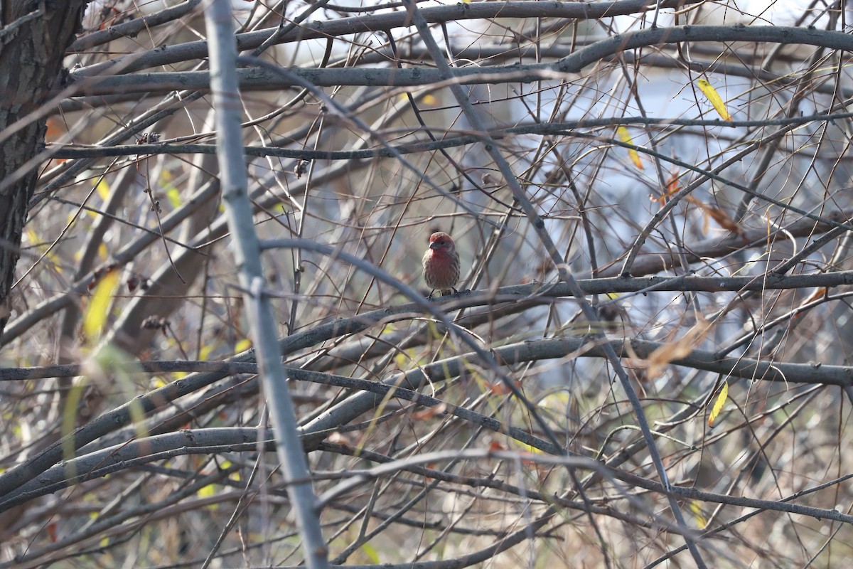 House Finch - T Remy