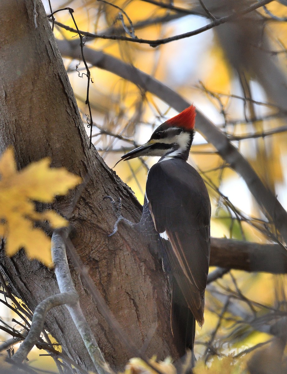 Pileated Woodpecker - ML611176768