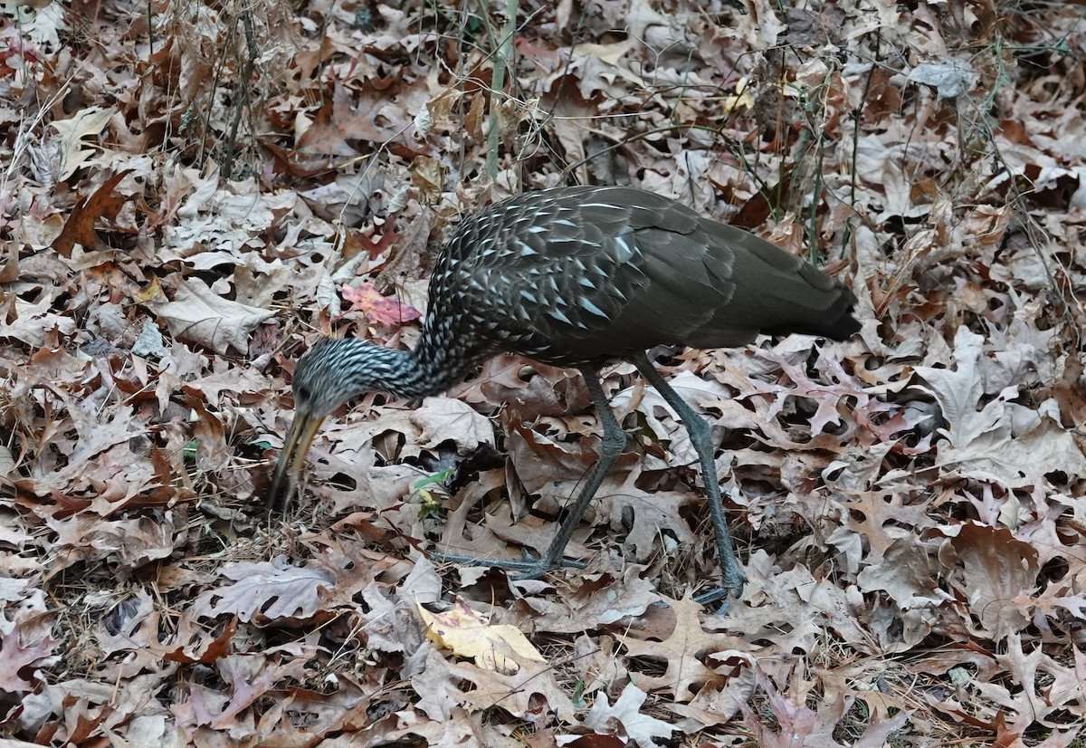 eBird Checklist 15 Nov 2023 Cades Cove Loop Rd, Townsend USTN 35.