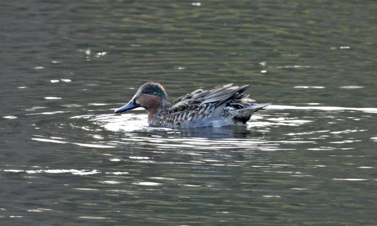 Green-winged Teal - ML611177134