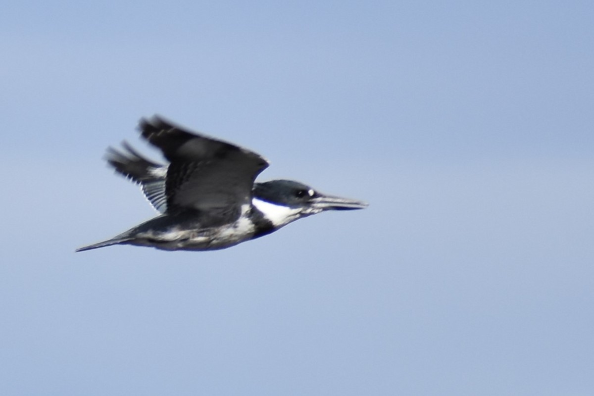 Belted Kingfisher - ML611177180