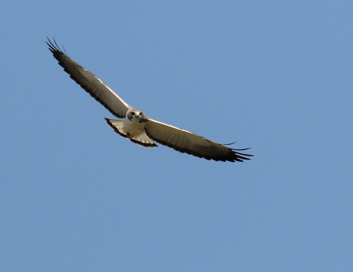 White-tailed Hawk - ML611177197