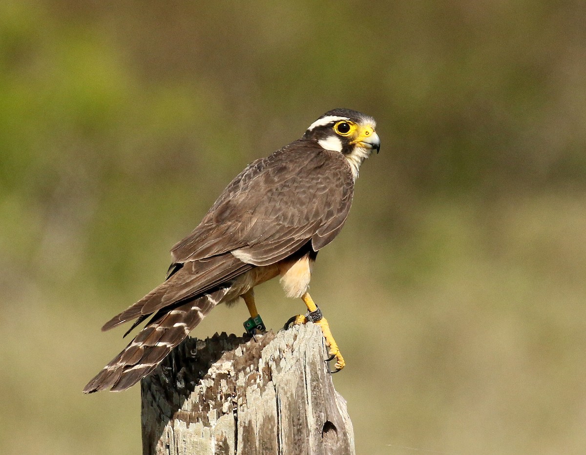 Aplomado Falcon - ML611177218