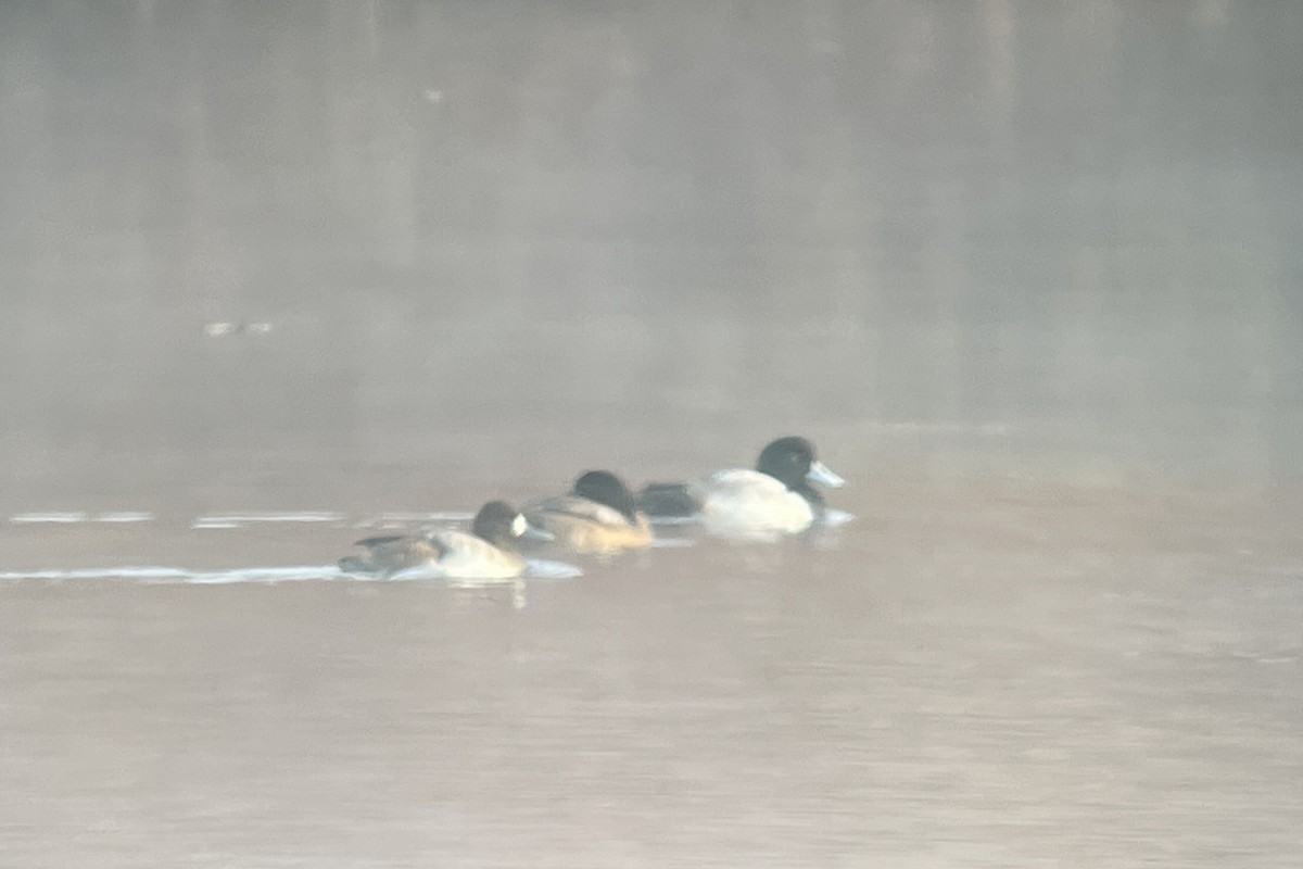Greater/Lesser Scaup - ML611177248