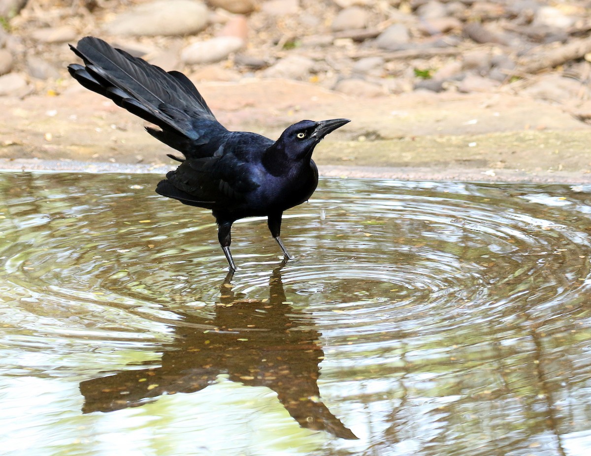 Great-tailed Grackle - ML611177318