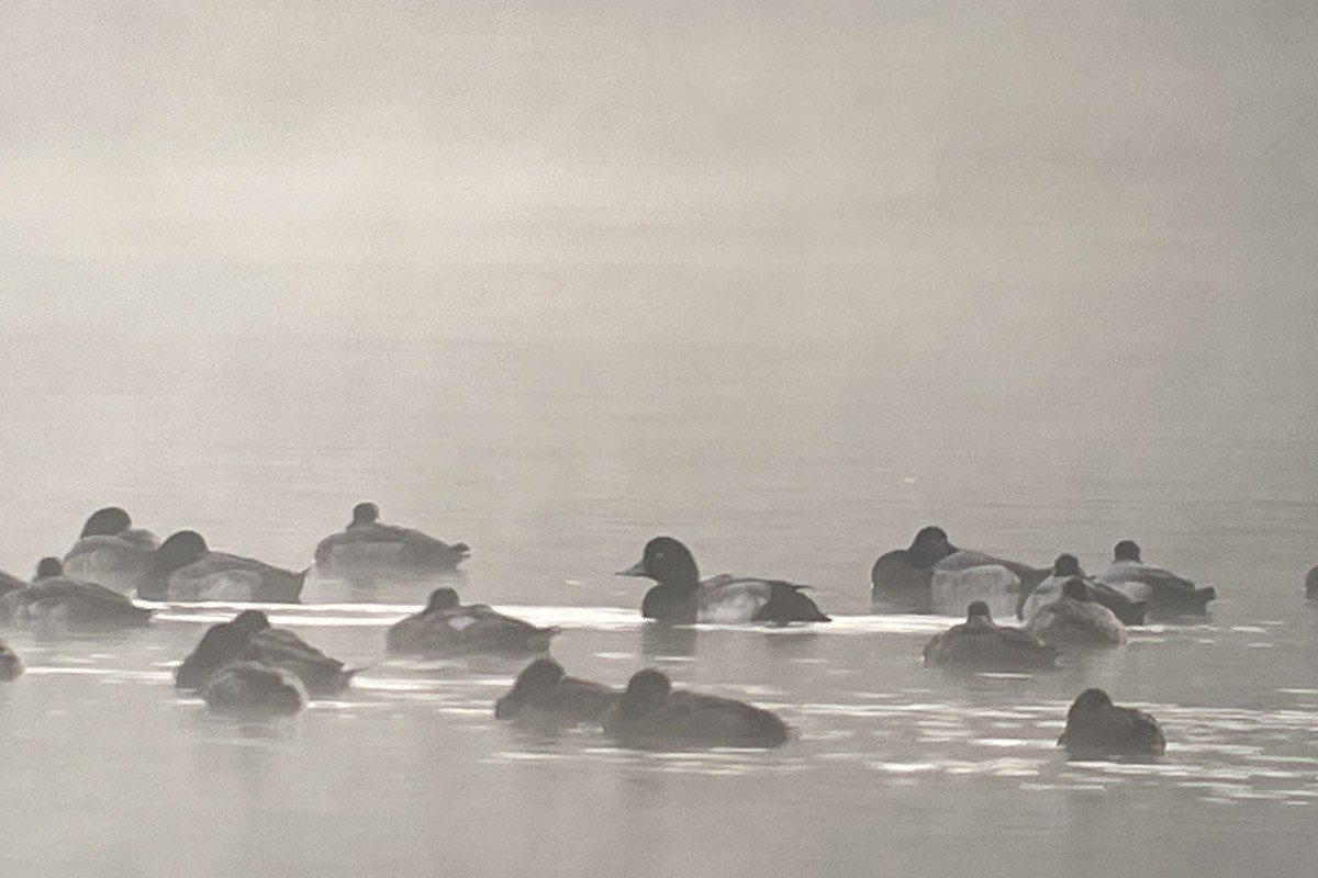Greater Scaup - ML611177321