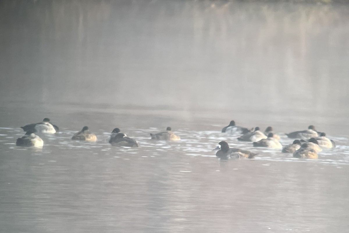 Greater/Lesser Scaup - ML611177333