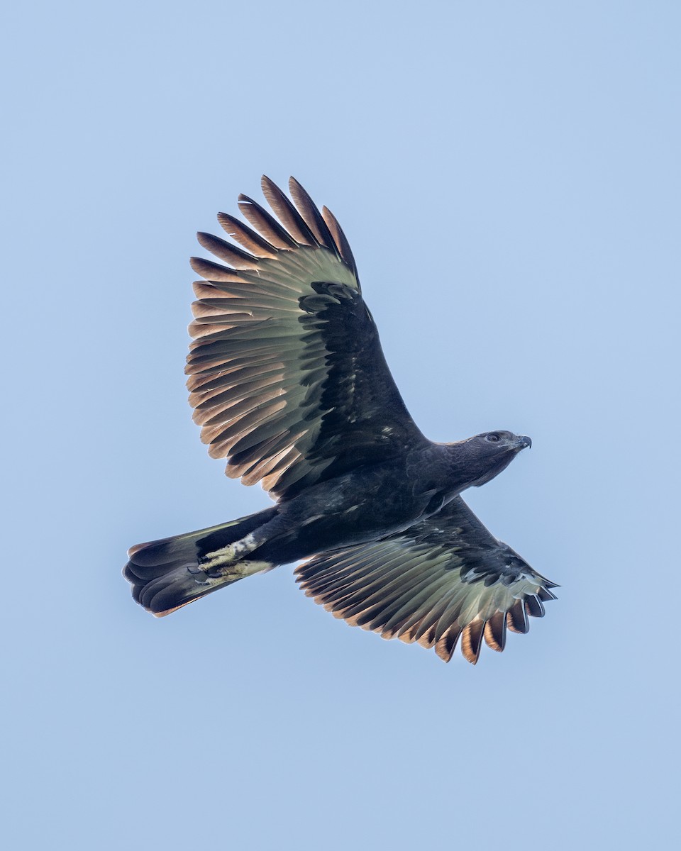 Changeable Hawk-Eagle - Yifei Zheng