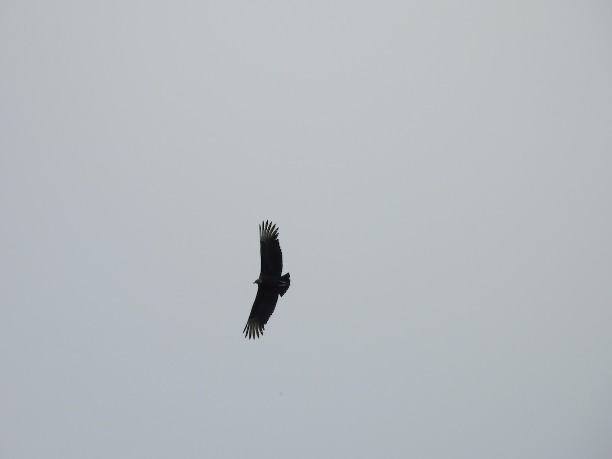Black Vulture - ML611178182