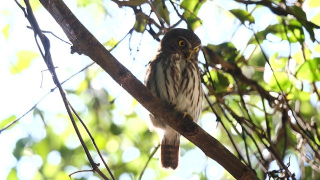 Ferruginous Pygmy-Owl - ML611178299