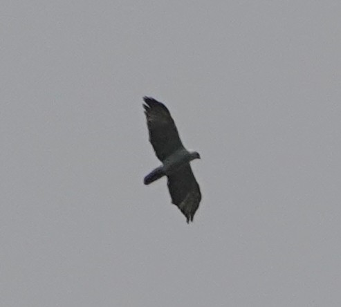 Gray-headed Kite - ML611178741