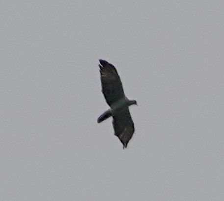 Gray-headed Kite - ML611178742