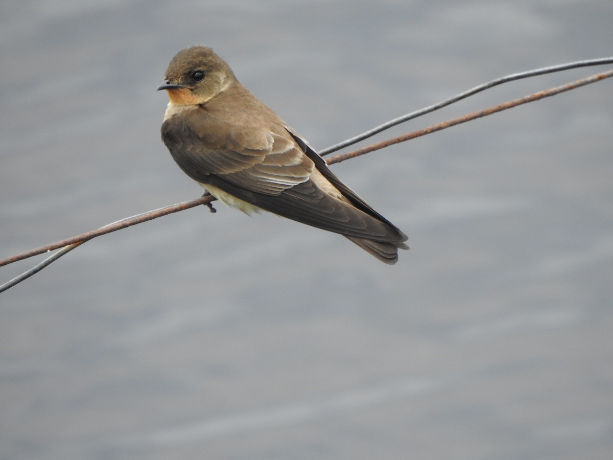 Southern Rough-winged Swallow - ML611178757