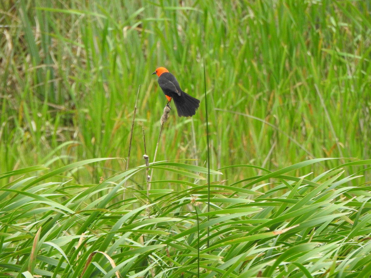 Scarlet-headed Blackbird - ML611178773