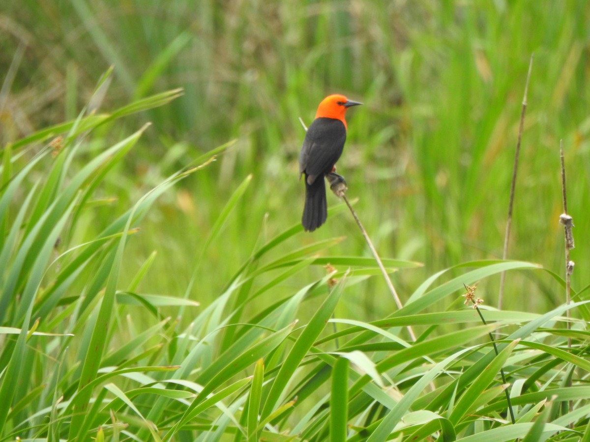 Scarlet-headed Blackbird - ML611178774