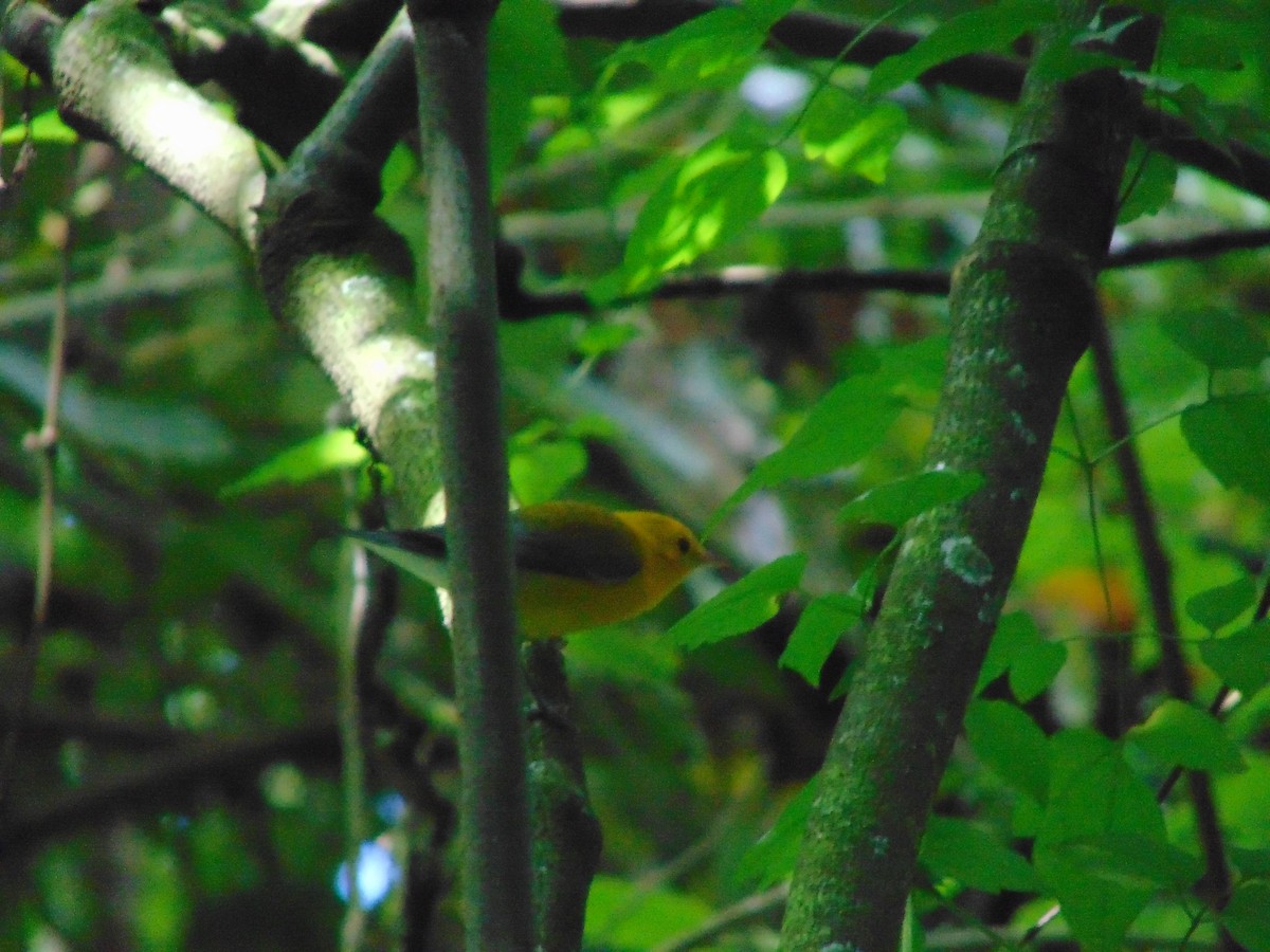 Prothonotary Warbler - ML611178788