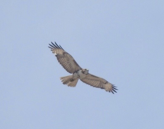 Red-tailed Hawk - ML611178802