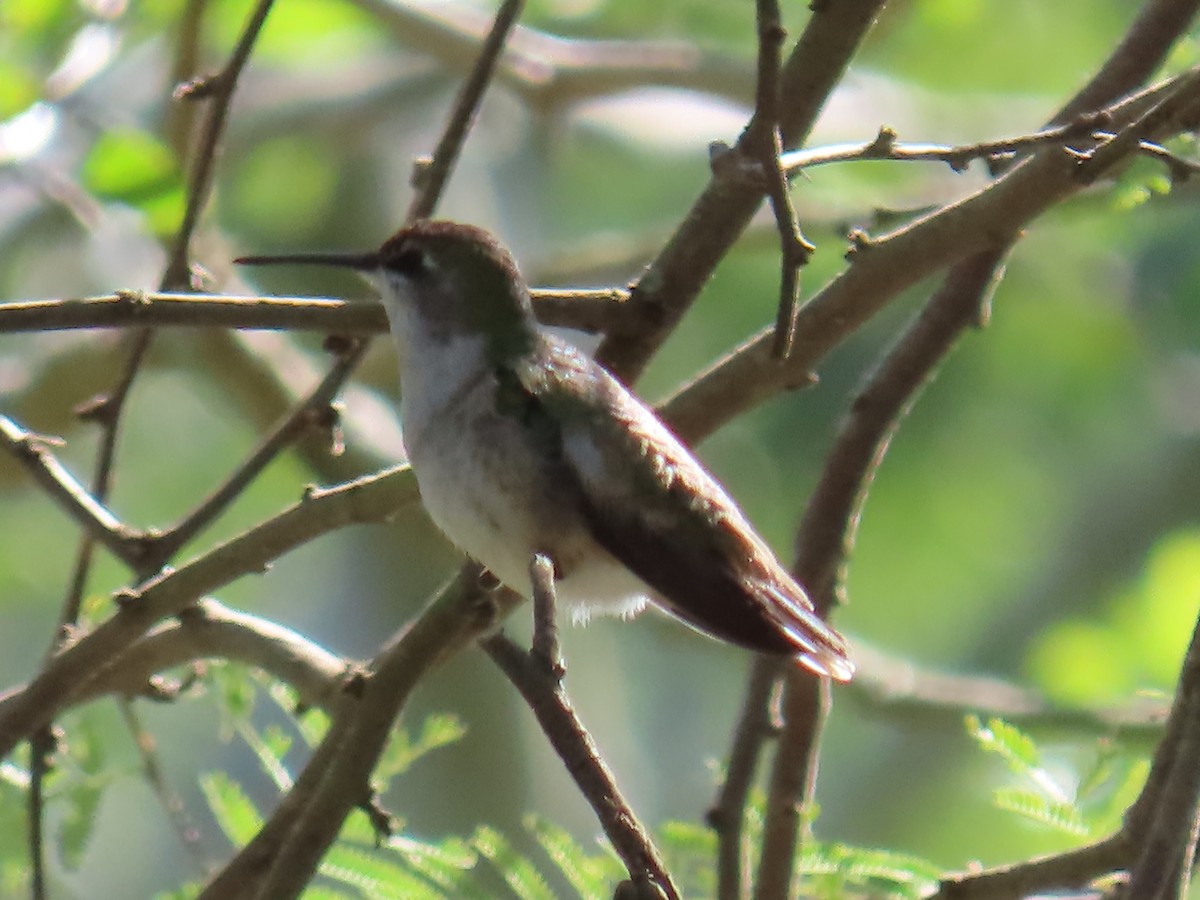 Black-chinned Hummingbird - ML611178885